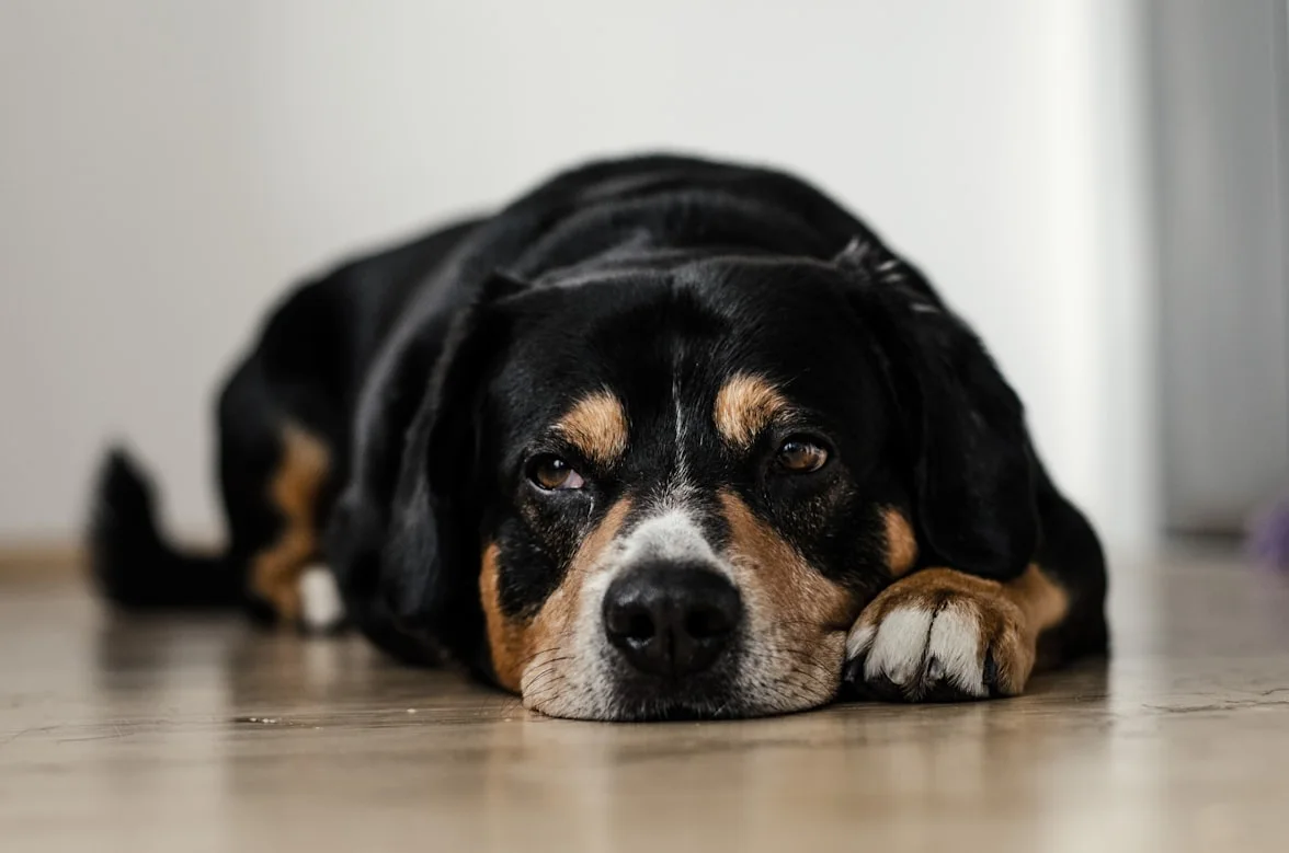 Lumps and Bumps on Senior Dogs: What Every Owner Needs to Know