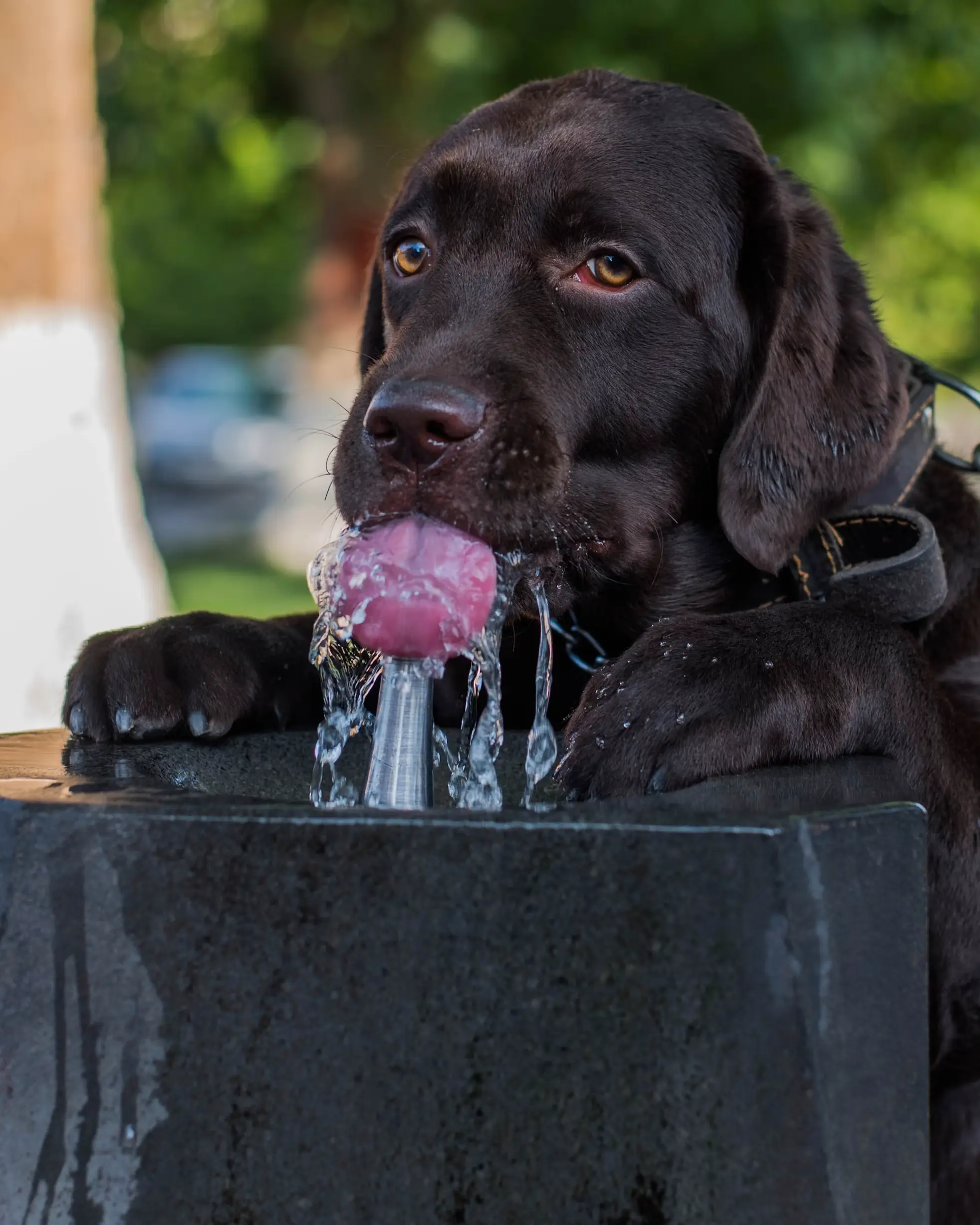 Diabetes in Senior Dogs: Signs, Treatment and What Life Really Looks Like