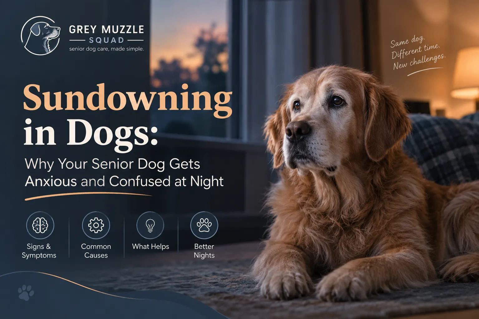 Why Is My Dog Pacing at Night? Dementia, Anxiety & Other Causes