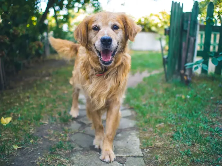 How Much Exercise Does a Senior Dog Actually Need?