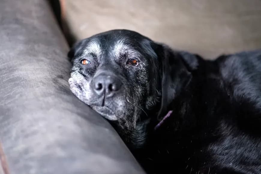 Signs of Arthritis in Senior Dogs: What Most Owners Miss