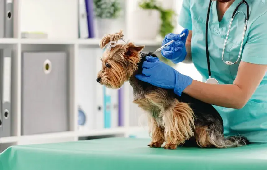 Bedinvetmab (Librela) for Dogs: Does the New Arthritis Injection Actually