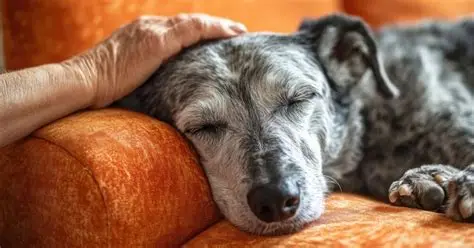 Adopting a Senior Dog: What to Expect in the First Weeks