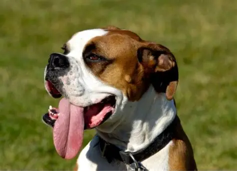 My Old Dog Is Panting at Night — A Vet Explains Every Reason Why and What to Do
