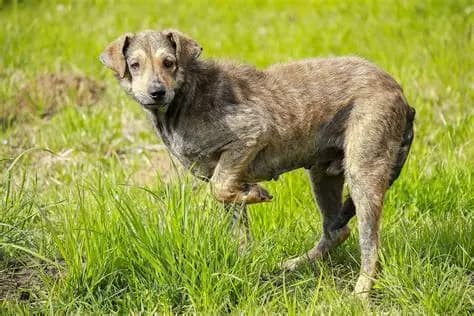 My Senior Dog Is Suddenly Limping — A Vet Explains Every Cause and What to Do