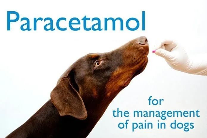 Can I Give My Dog Panadol or Paracetamol for Pain? A Vet Explains the Real Risk