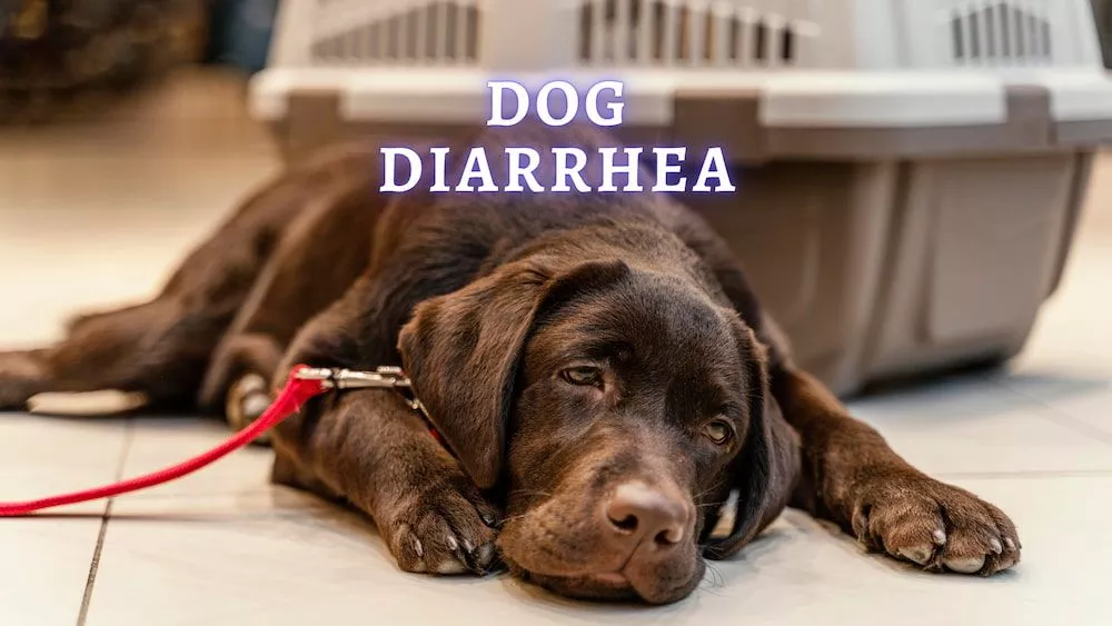 My Old Dog Has Diarrhea — A Vet Explains Every Cause and What to Do