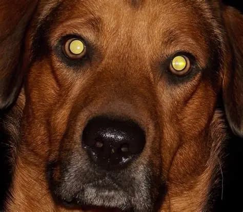 My Old Dog's Eyes Are Getting Cloudy — A Vet Explains What It Really Means