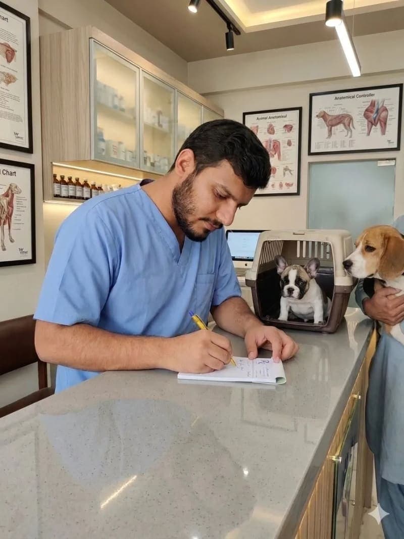 Senior dog health advice by Dr. Waleed, DVM